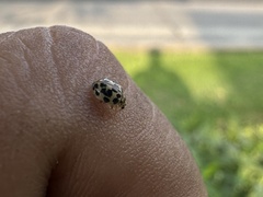 Psyllobora confluens