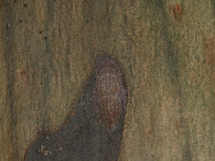 Ledromorpha