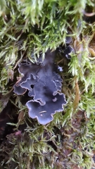 Peltigera neckeri