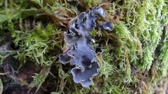 Peltigera neckeri