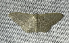 Idaea philocosma