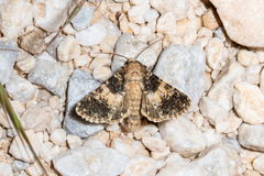 Hadena adriana