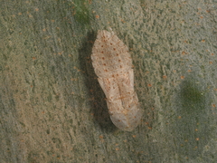 Ledromorpha