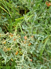 Chenopodium parabolicum