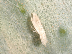 Ledromorpha