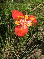 Tigridia pavonia