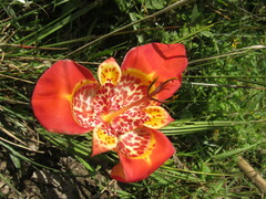 Tigridia pavonia