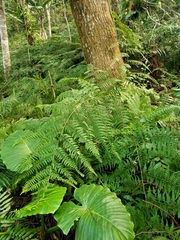 Microlepia nepalensis