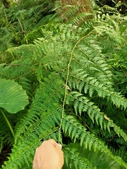 Microlepia nepalensis