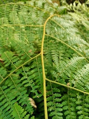 Microlepia nepalensis