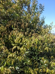 Castanopsis sieboldii