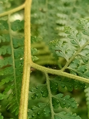 Microlepia nepalensis