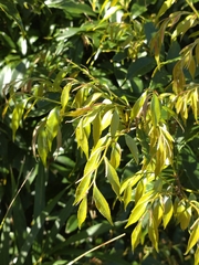 Castanopsis sieboldii