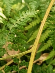 Microlepia nepalensis