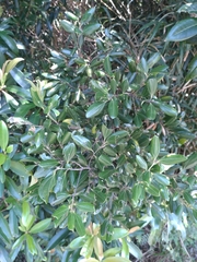 Cinnamomum doederleinii
