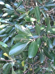 Cinnamomum doederleinii