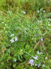 Westringia fruticosa