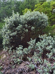 Arctostaphylos canescens