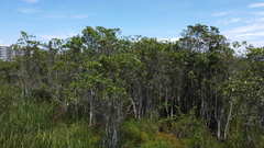 Tabebuia cassinoides