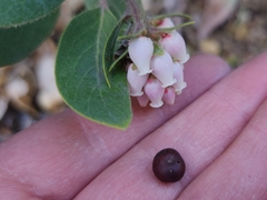 Arctostaphylos canescens