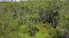 Tabebuia cassinoides