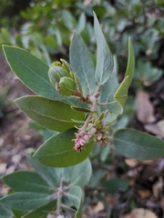 Arctostaphylos canescens