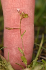 Capsella rubella