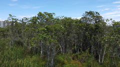 Tabebuia cassinoides