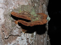 Porodaedalea