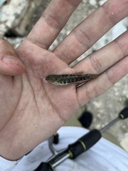 Bathygobius mystacium