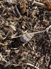 Nassarius fossatus