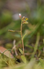Capsella rubella