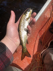 Salmo salar