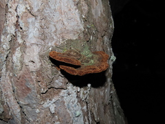 Porodaedalea