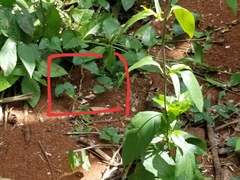 Mecistogaster ornata