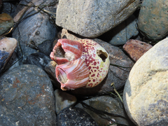 Megabalanus californicus