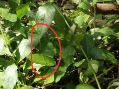 Mecistogaster ornata