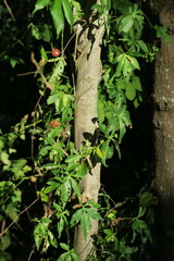 Diplocyclos palmatus
