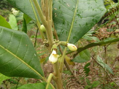 Aegiphila bogotensis