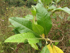 Aegiphila bogotensis