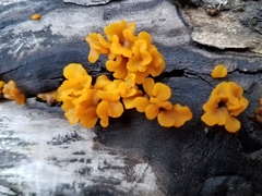 Dacrymyces chrysospermus
