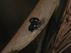 Trigonopterus