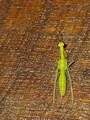 Zeugomantispa minuta