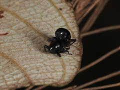 Trigonopterus