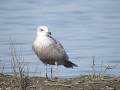 Larus californicus