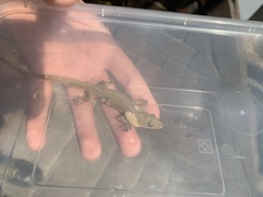 Hemidactylus garnotii