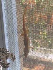 Hemidactylus garnotii