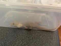 Hemidactylus garnotii