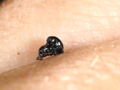 Trigonopterus