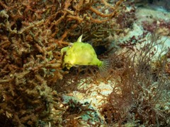 Brachaluteres jacksonianus